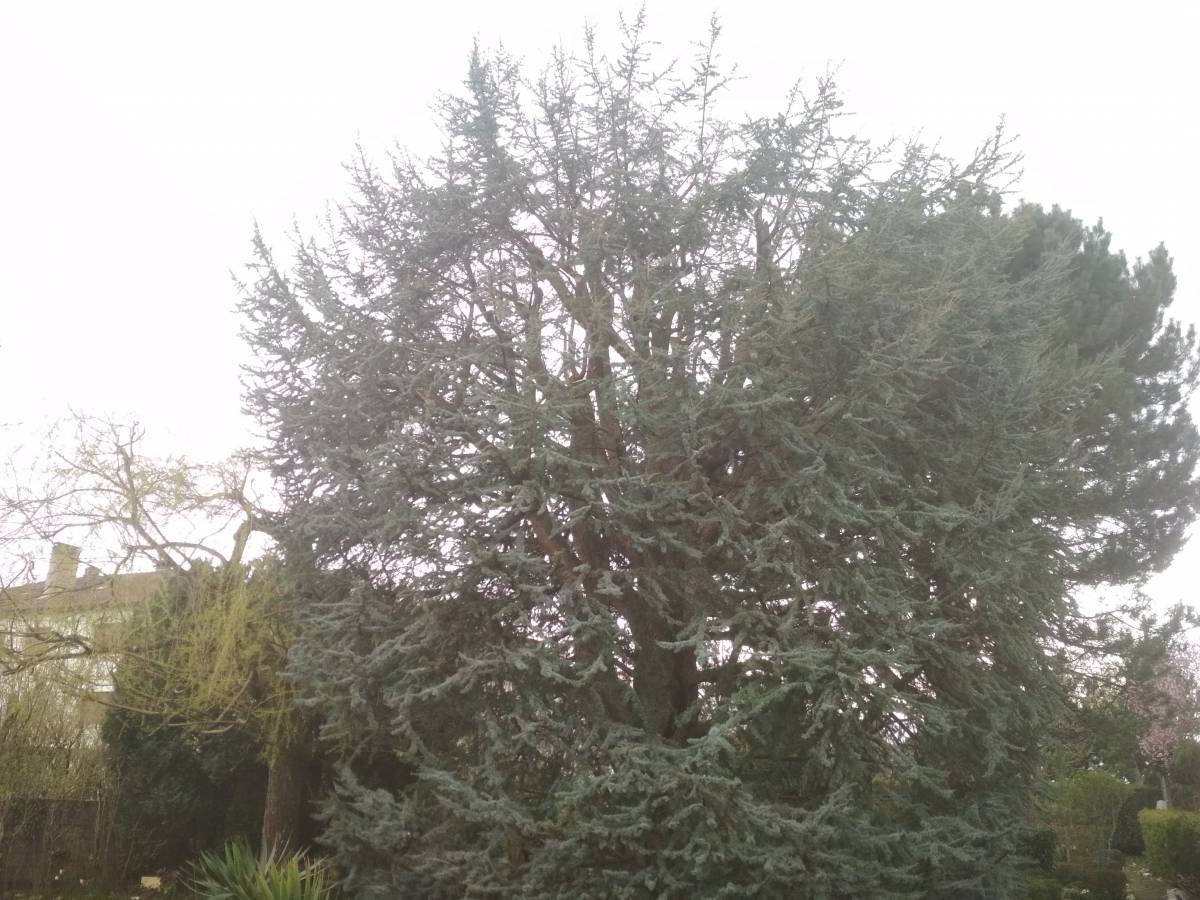 PHOTOS TEL ALEX 2 031 | Dessein Paysage Elagage et taille d’éclaircie verdun Écrouves