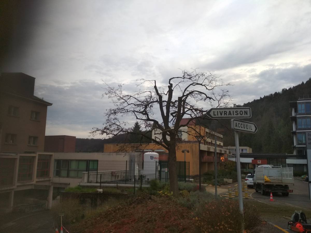 TONTE DE GAZON, ENGAZONNEMENT, ABATTAGE ET ELAGAGE &#8230; Liverdun