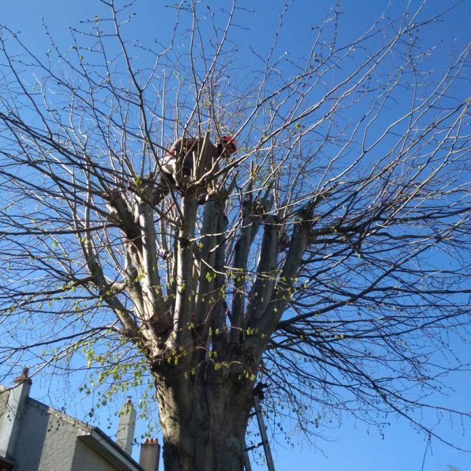 IMG_20200414_093627 675X675 | Dessein Paysage Élagage, abattage et broyage d’arbres à Verdun, Metz, Nancy, étain, jarny, bar-le-duc Ligny-en-Barrois 3