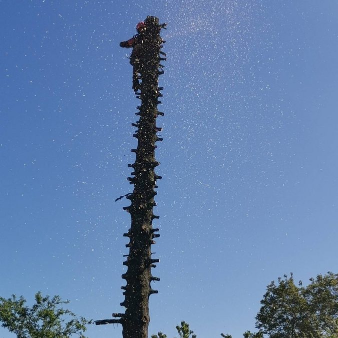 Elagage / Abattage / Broyage Liverdun 2