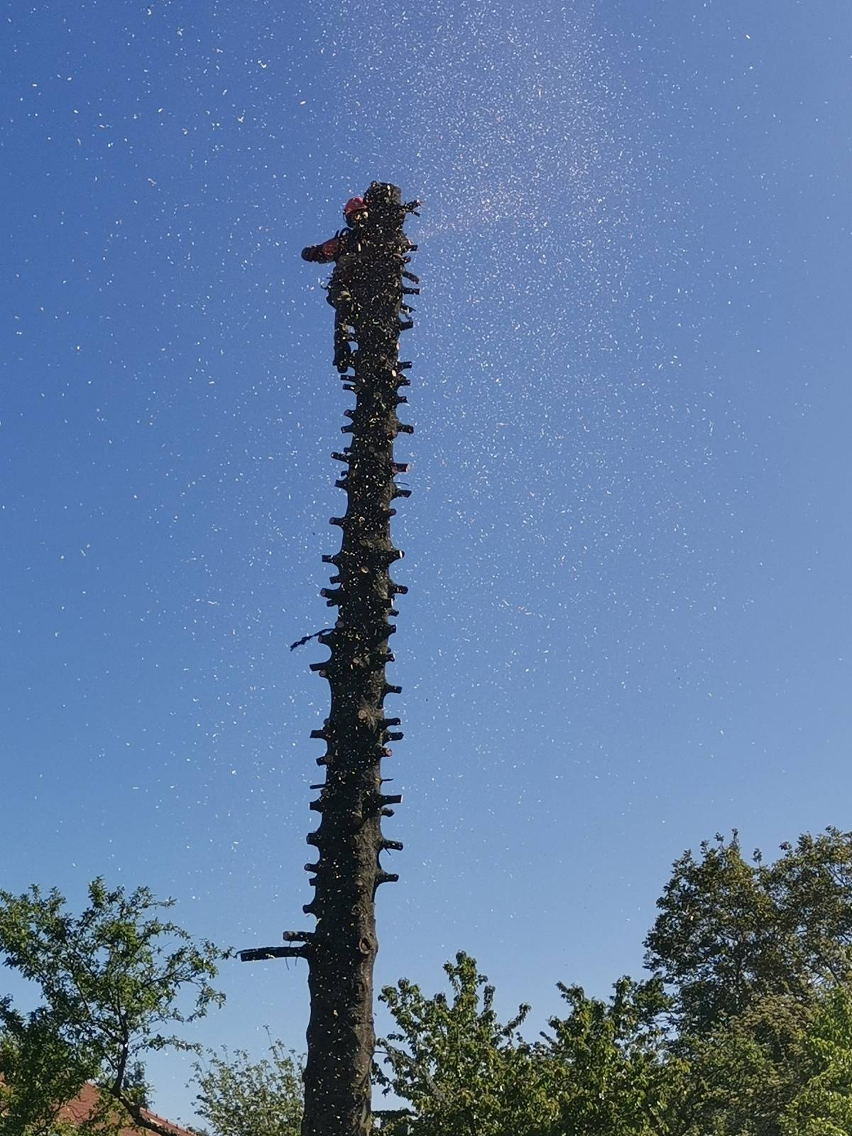 IMG_20200506_104737 | Dessein Paysage Elagage et abattage d’arbres dangereux à Vigneulles-Lès-Hattonchâtel Gondreville