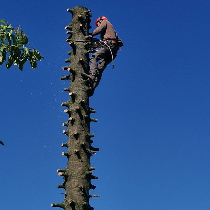 Elagage / Abattage / Broyage Écrouves 1