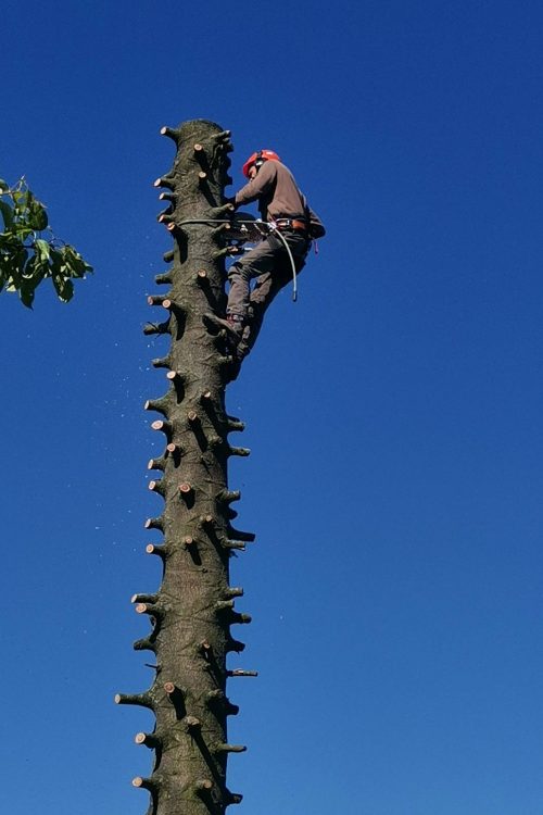 Élagage, abattage et broyage d’arbres à Verdun, Metz, Nancy, étain, jarny, bar-le-duc Pagny-sur-Moselle