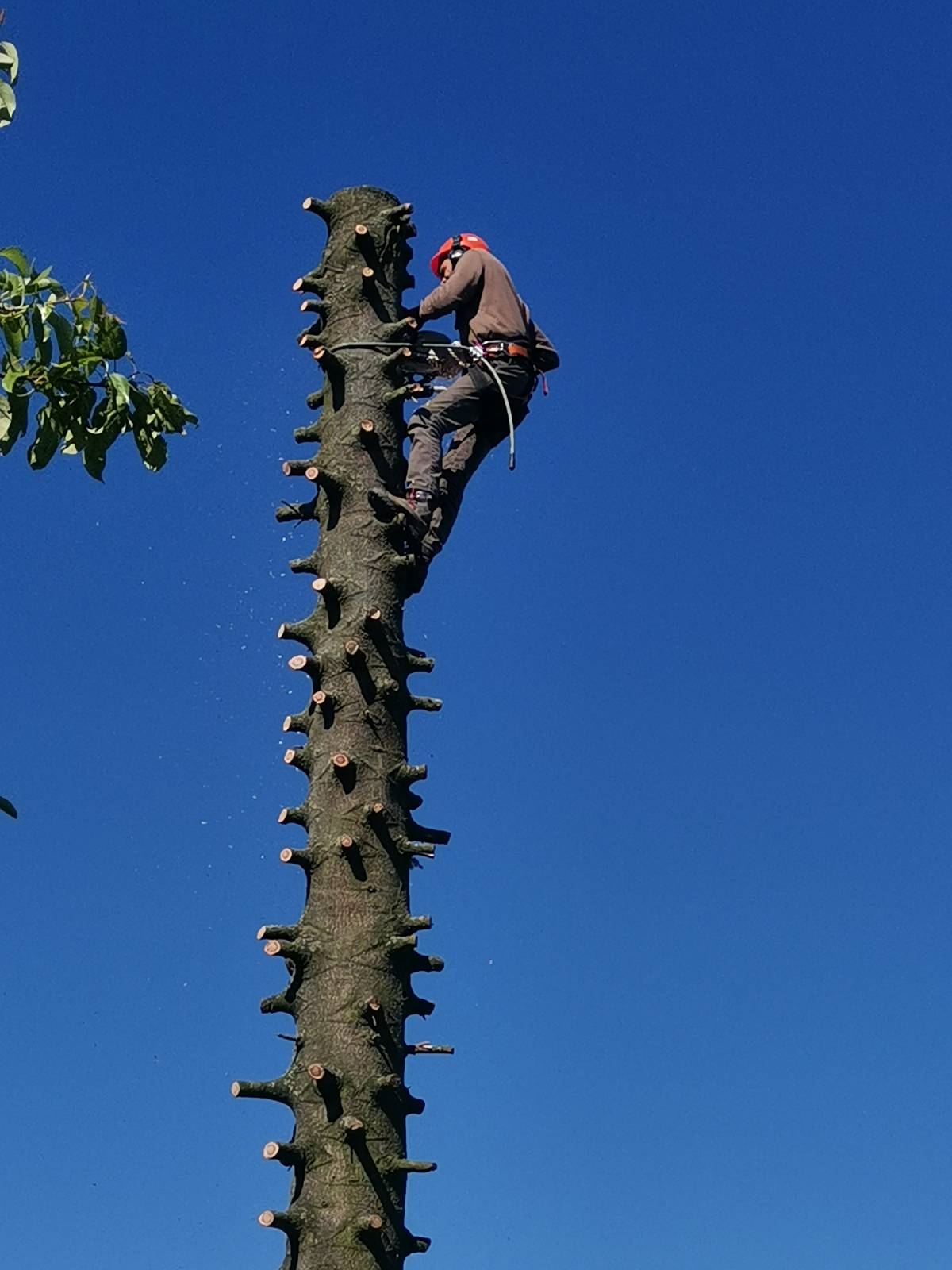 Élagage, abattage et broyage d’arbres à Verdun, Metz, Nancy, étain, jarny, bar-le-duc Pagny-sur-Moselle