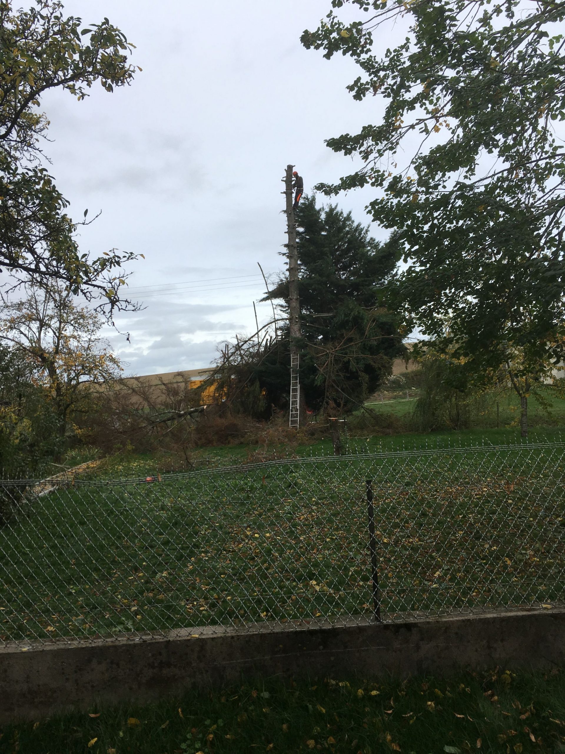 IMG_2663 SCALED | Dessein Paysage Elagage et abattage d’arbres saint-mihiel, jarny, verdun, pont à mousson Commercy