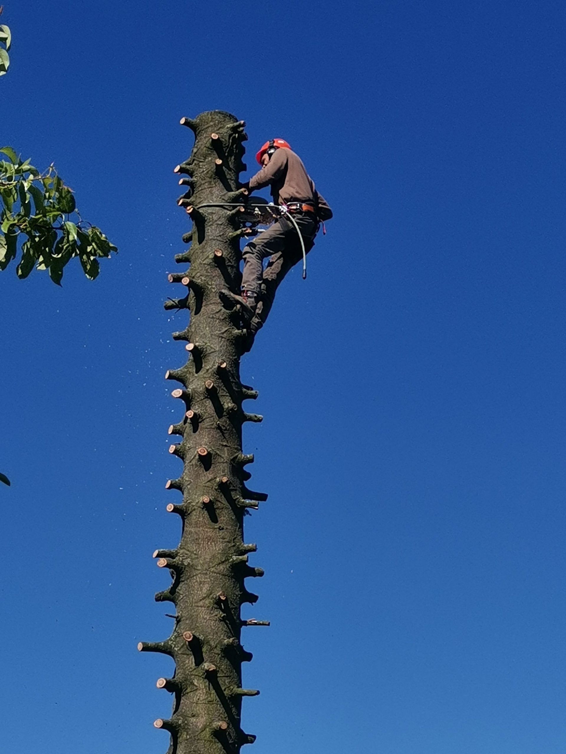 Elagage / Abattage / Broyage Pagny-sur-Moselle