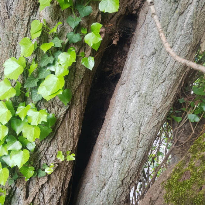 Elagage / Abattage / Broyage Toul 7