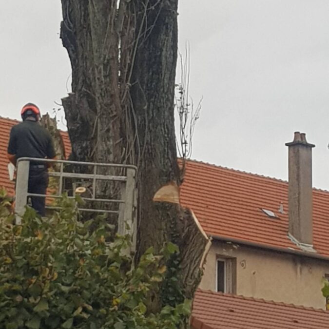 Elagage / Abattage / Broyage Gondreville 9