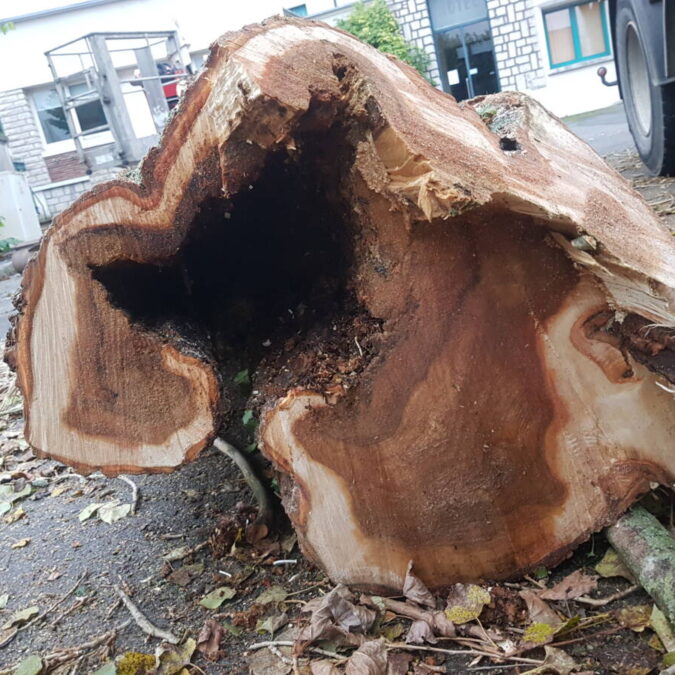 Elagage / Abattage / Broyage Ligny-en-Barrois 16