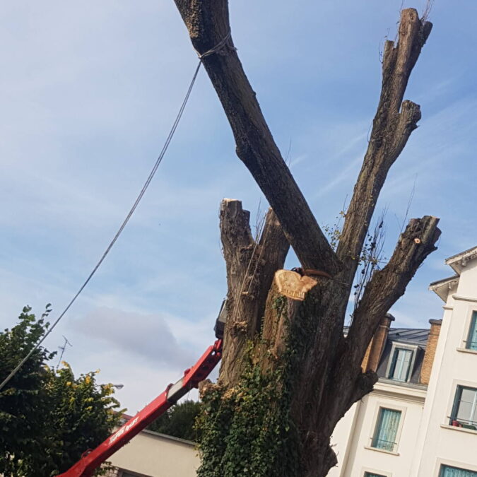 Elagage / Abattage / Broyage Pagny-sur-Moselle 12