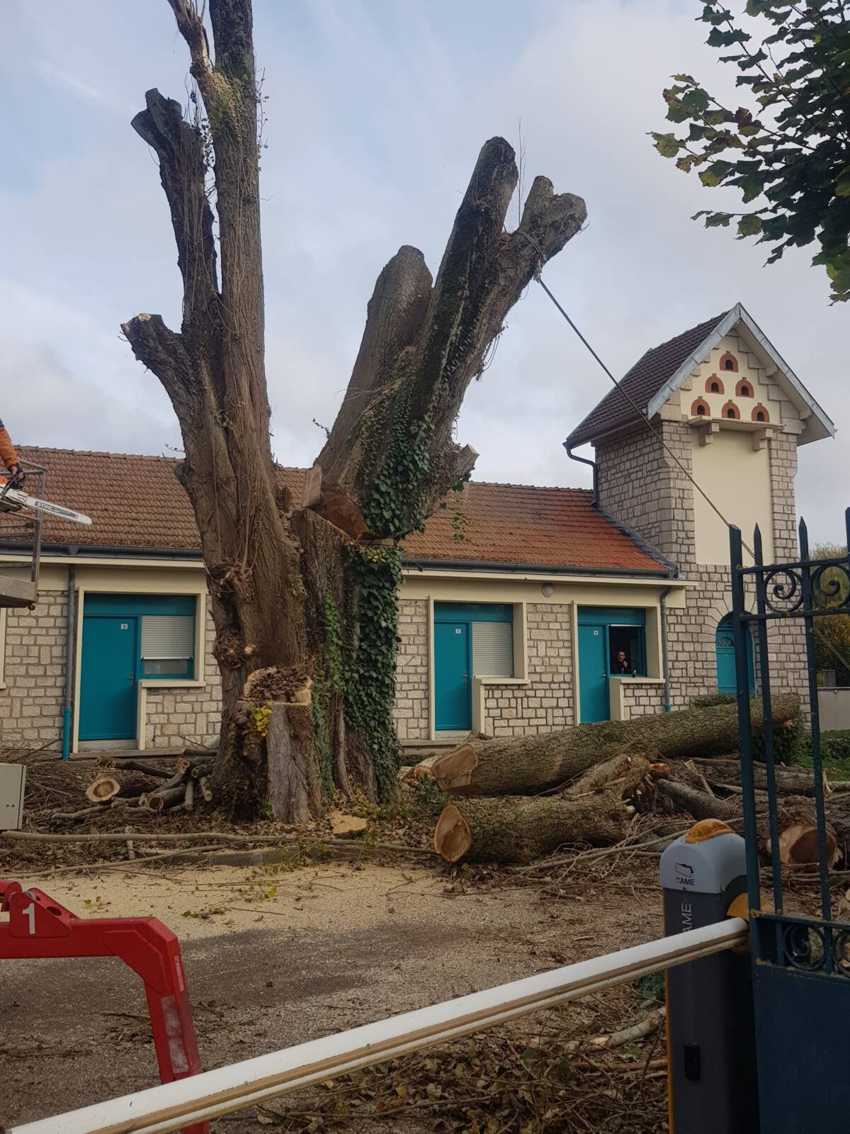 20241113_111205 | Dessein Paysage Demande de devis au service de la nature Dieulouard