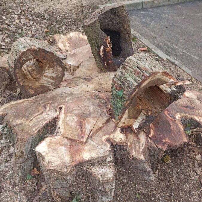 Elagage / Abattage / Broyage Dieulouard 18