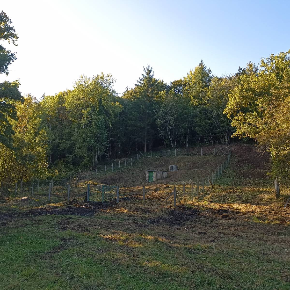 IMG_20250912_181425 | Dessein Paysage Nos atouts dans les domaines de l’élagage, l’abattage, le broyage forestier, le débroussaillage, le fauchage, la sécurisation de la nature. Pagny-sur-Moselle
