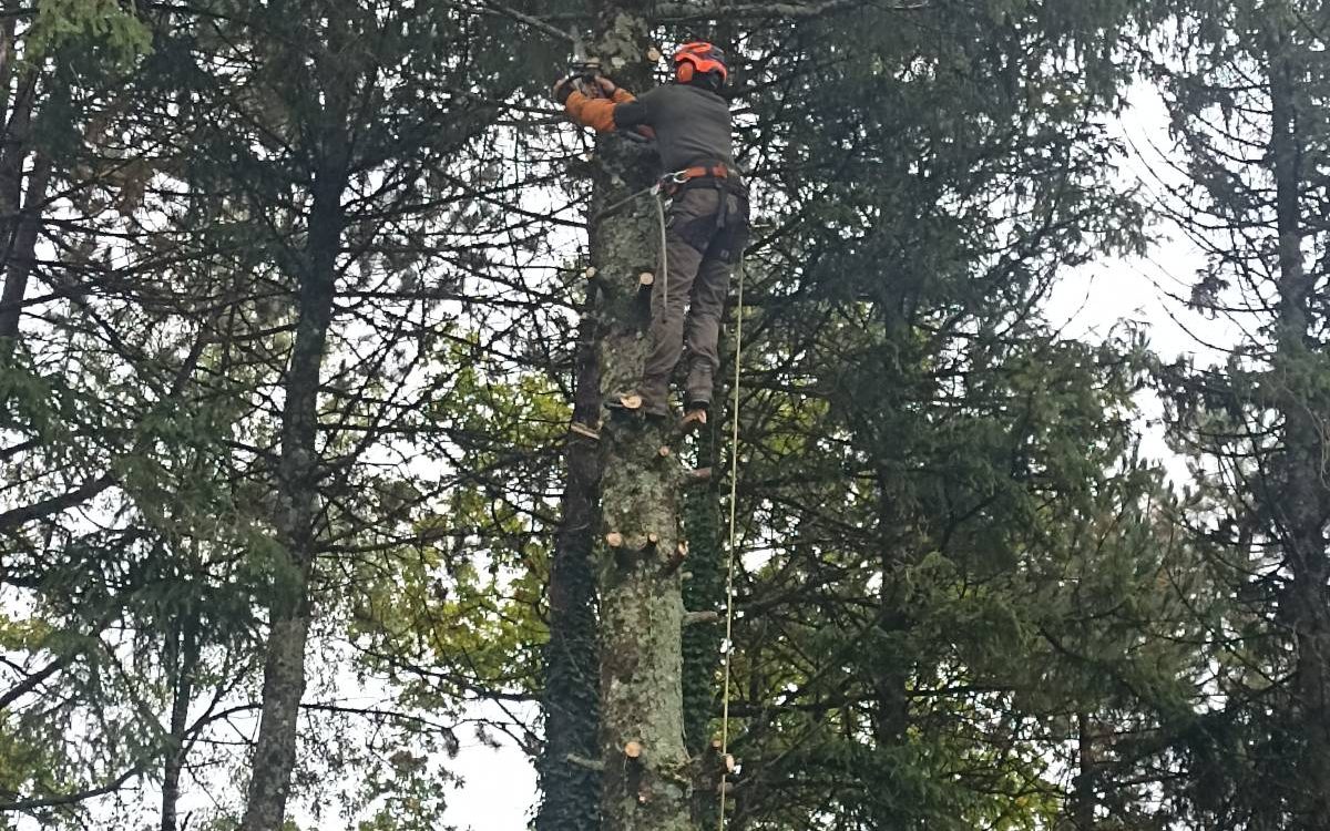 &Eacute;lagage, abattage et broyage d&rsquo;arbres &agrave; Verdun, Metz, Nancy, &eacute;tain, jarny, bar-le-duc Pagny-sur-Moselle