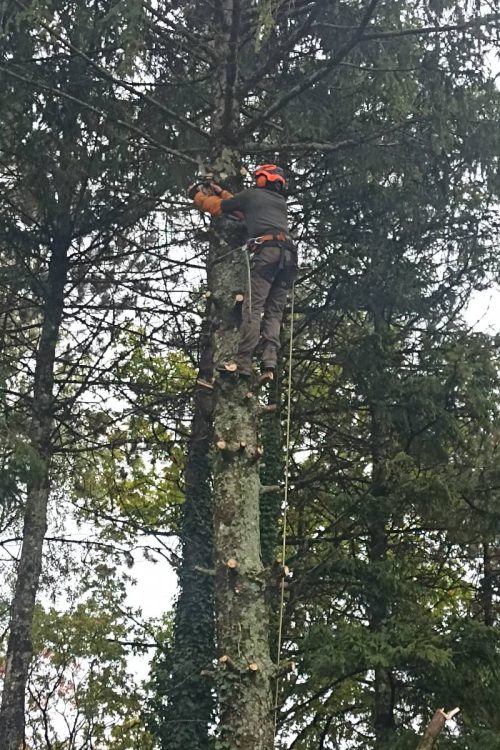 Élagage, abattage et broyage d’arbres à Verdun, Metz, Nancy, étain, jarny, bar-le-duc Pagny-sur-Moselle