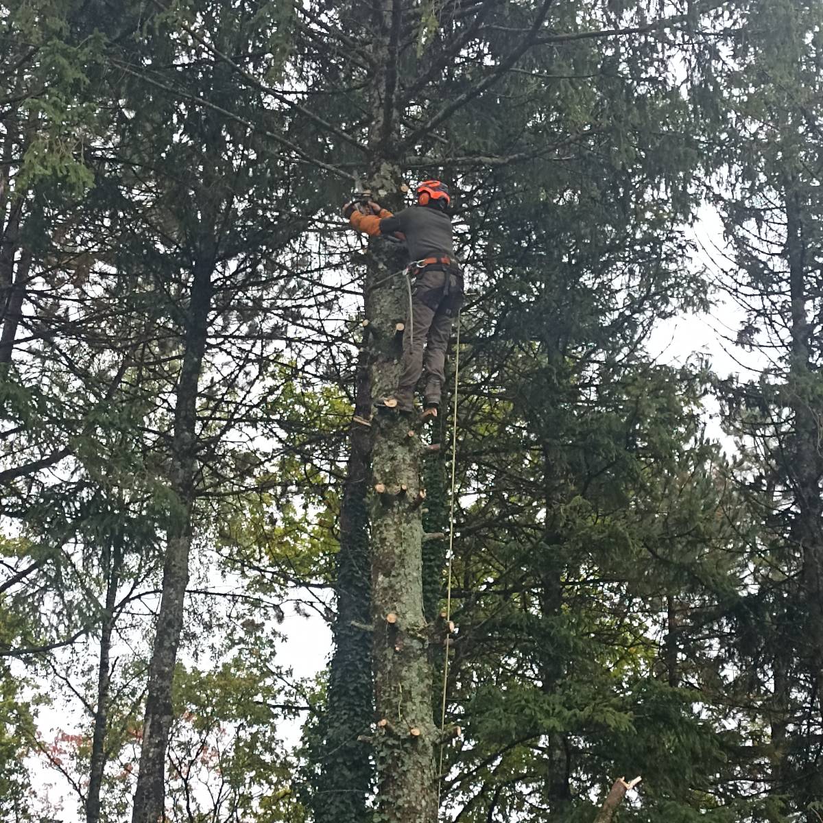 &Eacute;lagage, abattage et broyage d&rsquo;arbres &agrave; Verdun, Metz, Nancy, &eacute;tain, jarny, bar-le-duc Pagny-sur-Moselle